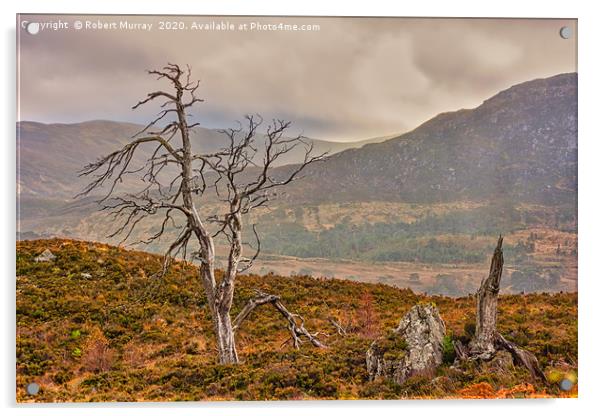 Dead Trees in the Highlands Acrylic by Robert Murray