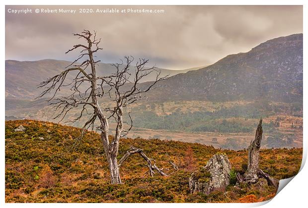 Dead Trees in the Highlands Print by Robert Murray