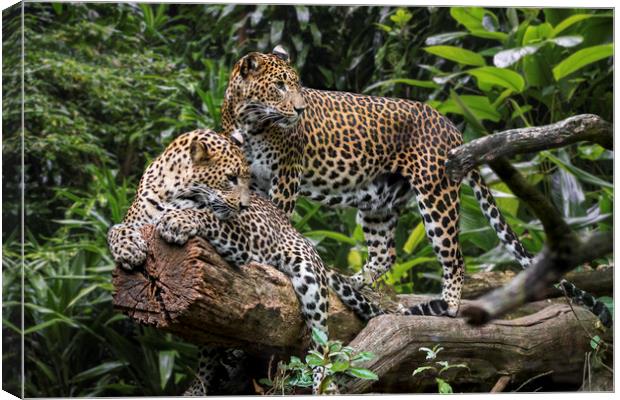 Sri Lankan Leopard Couple Canvas Print by Arterra 
