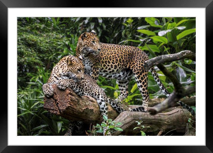 Sri Lankan Leopard Couple Framed Mounted Print by Arterra 