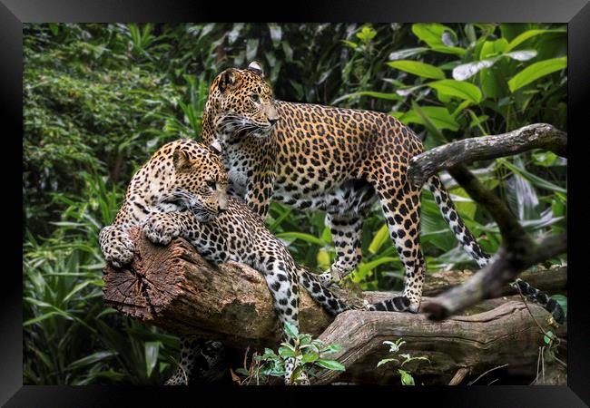 Sri Lankan Leopard Couple Framed Print by Arterra 