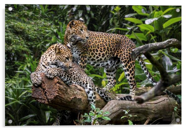 Sri Lankan Leopard Couple Acrylic by Arterra 