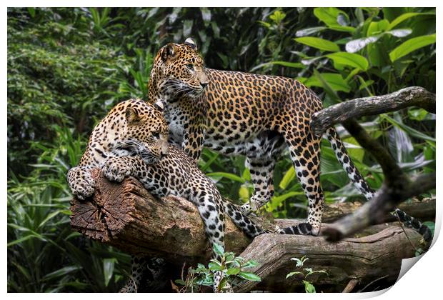 Sri Lankan Leopard Couple Print by Arterra 