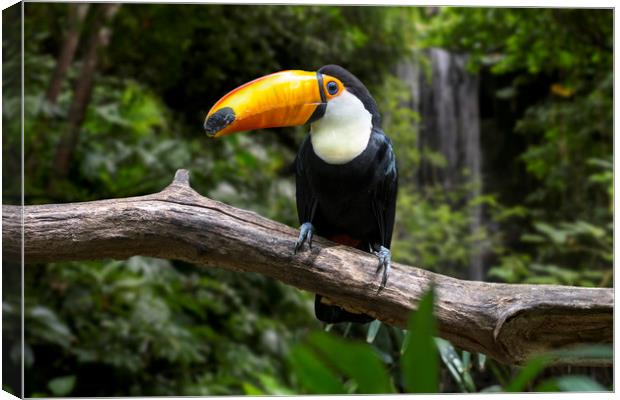 Giant Toucan and Waterfall Canvas Print by Arterra 