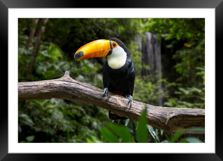 Giant Toucan and Waterfall Framed Mounted Print by Arterra 