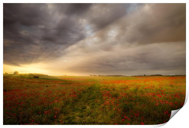 Gorgeous poppy field sunrise landscape Print by Simon Bratt LRPS