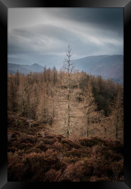 Lone tree Lake District  Framed Print by Greg Marshall