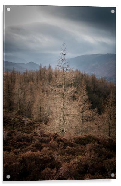 Lone tree Lake District  Acrylic by Greg Marshall