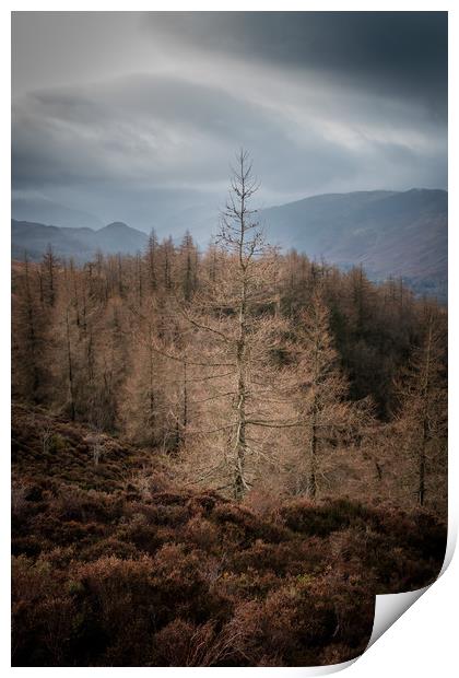 Lone tree Lake District  Print by Greg Marshall