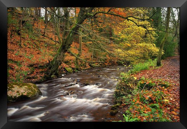River Rivelin during Autumn                        Framed Print by Darren Galpin