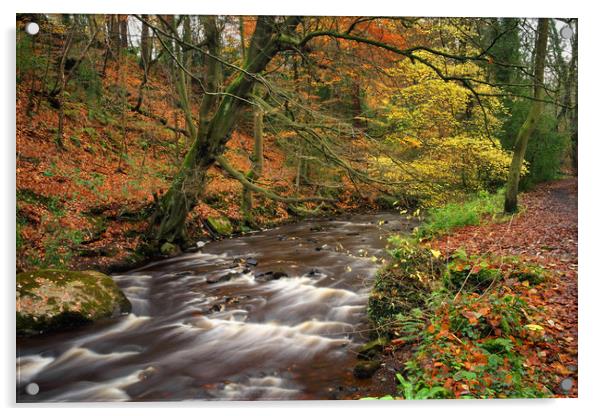 River Rivelin during Autumn                        Acrylic by Darren Galpin