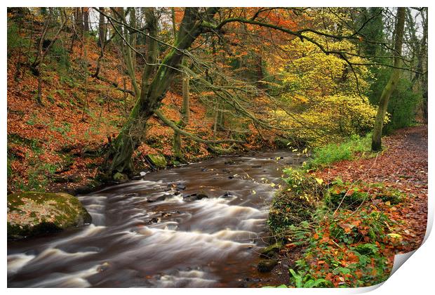 River Rivelin during Autumn                        Print by Darren Galpin