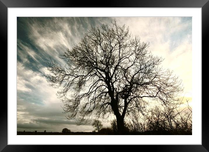 Tree Profile Framed Mounted Print by Simon Johnson
