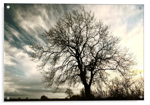 Tree Profile Acrylic by Simon Johnson