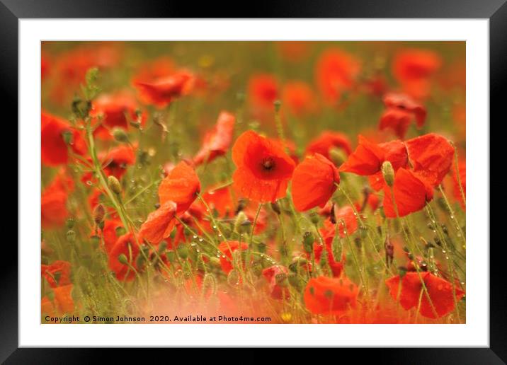 Wet poppies Framed Mounted Print by Simon Johnson