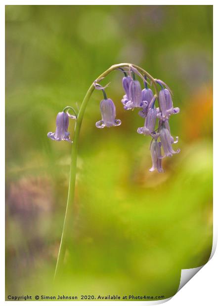 Bluebell Close up Print by Simon Johnson
