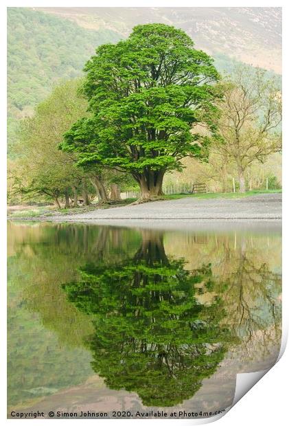 Tree reflections Buttermere Print by Simon Johnson