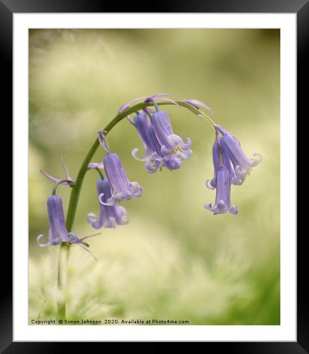 Bluebell Flower Framed Mounted Print by Simon Johnson