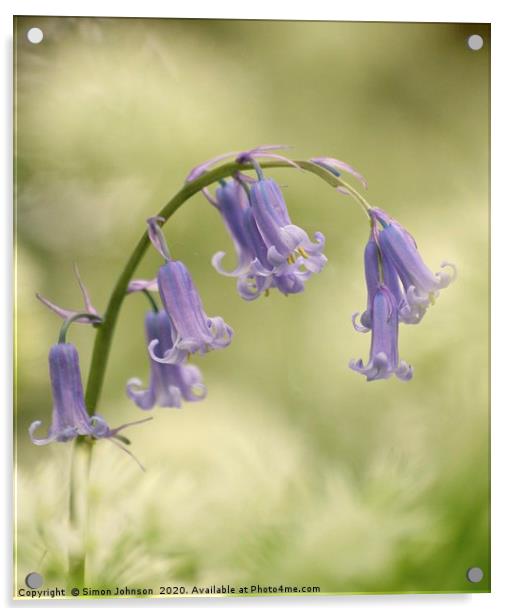 Bluebell Flower Acrylic by Simon Johnson