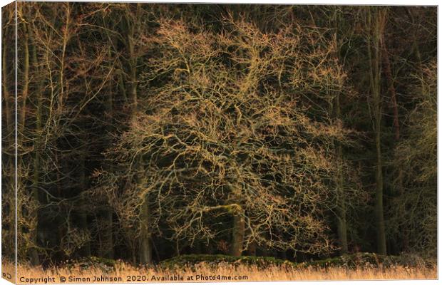 sunlit Oak Canvas Print by Simon Johnson