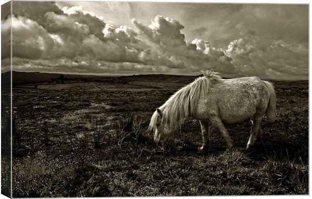 Grazing the Moors Canvas Print by Rob Hawkins