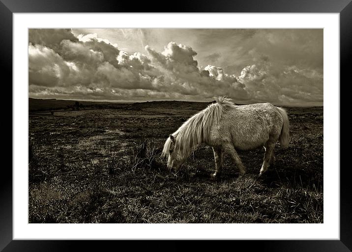 Grazing the Moors Framed Mounted Print by Rob Hawkins