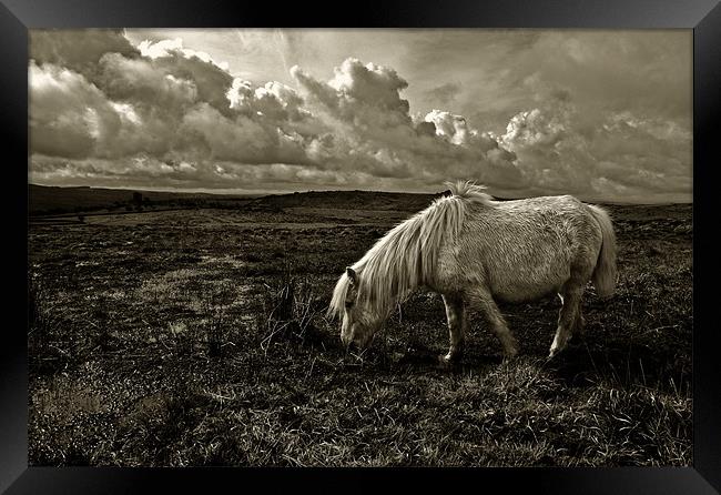 Grazing the Moors Framed Print by Rob Hawkins