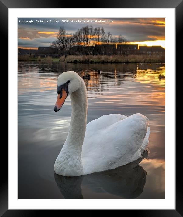 Swan  Framed Mounted Print by Aimie Burley