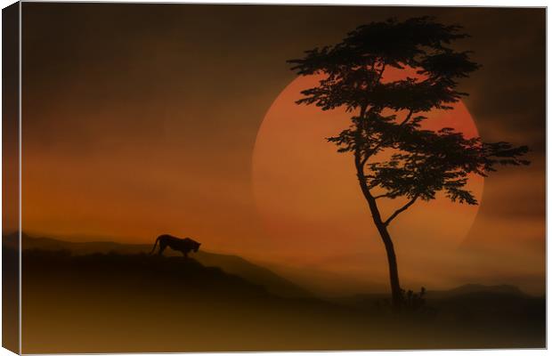 Female Lion At Sunset Canvas Print by Tom York