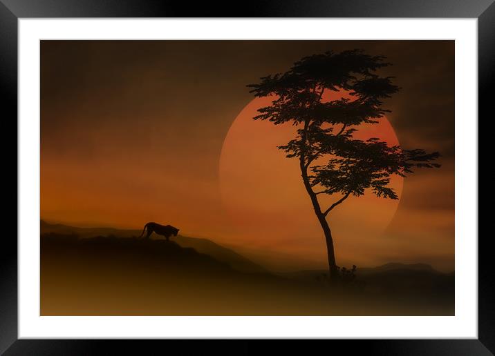 Female Lion At Sunset Framed Mounted Print by Tom York