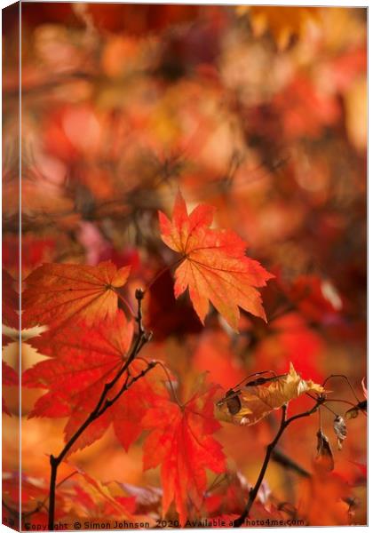 Mapple autumn leaf Canvas Print by Simon Johnson