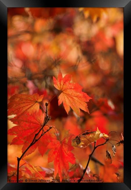 Mapple autumn leaf Framed Print by Simon Johnson