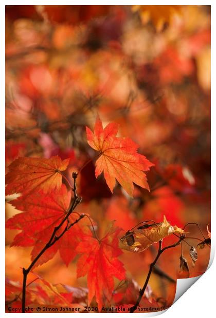 Mapple autumn leaf Print by Simon Johnson