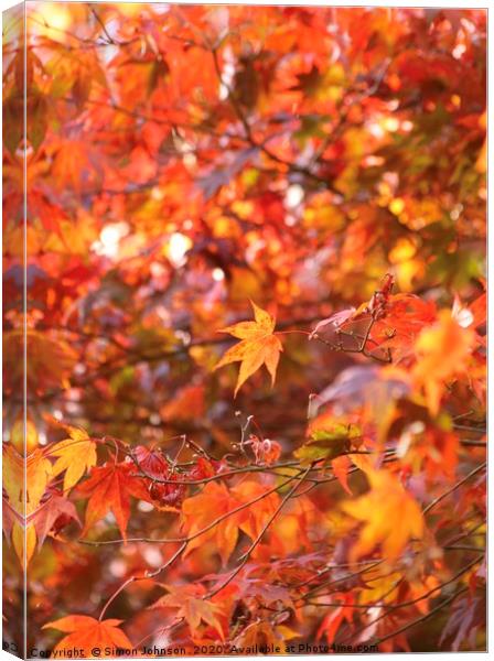 Acer autumn Leaves Canvas Print by Simon Johnson