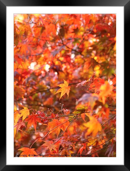 Acer autumn Leaves Framed Mounted Print by Simon Johnson