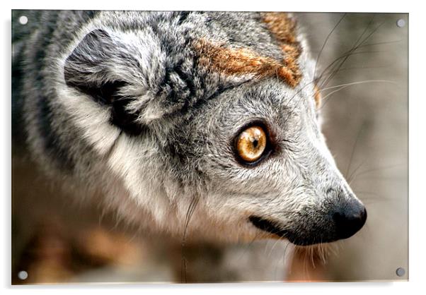 Female Crowned Lemur Acrylic by Serena Bowles