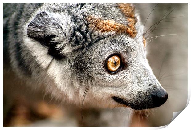 Female Crowned Lemur Print by Serena Bowles