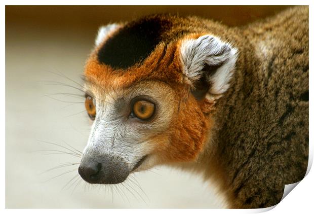 Male Crowned Lemur Print by Serena Bowles