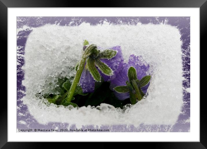Two purple pansies Framed Mounted Print by Marinela Feier