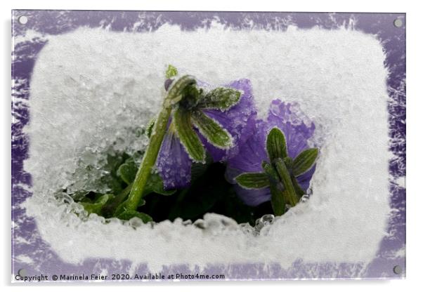 Two purple pansies Acrylic by Marinela Feier