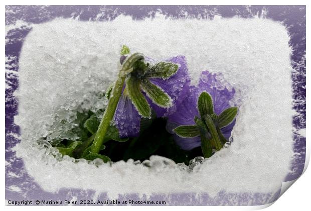 Two purple pansies Print by Marinela Feier