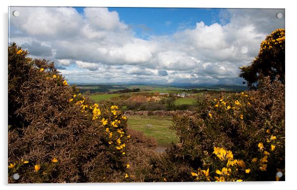 Gorse & Sky Acrylic by Rob Hawkins