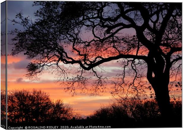"Sunrise tree " Canvas Print by ROS RIDLEY