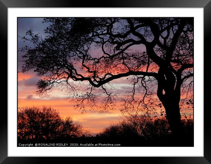 "Sunrise tree " Framed Mounted Print by ROS RIDLEY