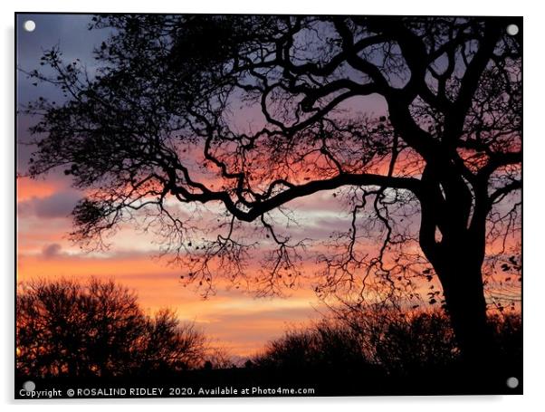 "Sunrise tree " Acrylic by ROS RIDLEY