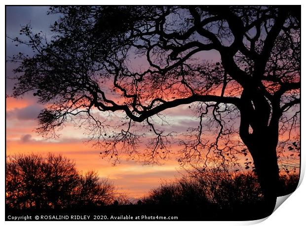 "Sunrise tree " Print by ROS RIDLEY
