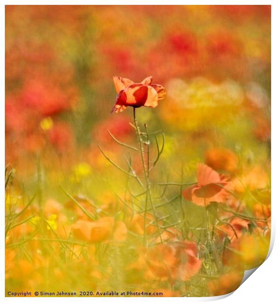 impressionist image of poppy Print by Simon Johnson