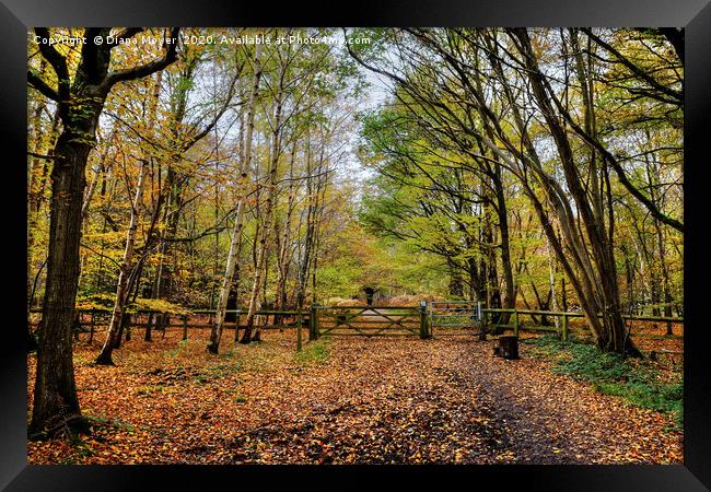 Epping Forest  Framed Print by Diana Mower