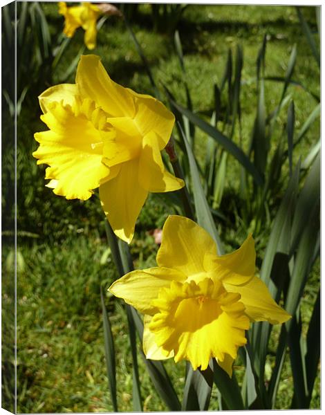 Spring Daffodils Canvas Print by Mark Malaczynski