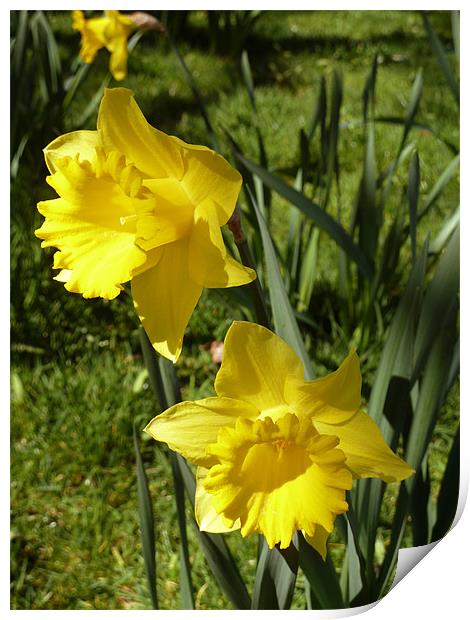 Spring Daffodils Print by Mark Malaczynski